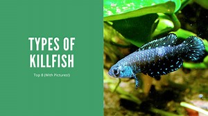 Types Of Killifish - Top 8 (With Pictures!)