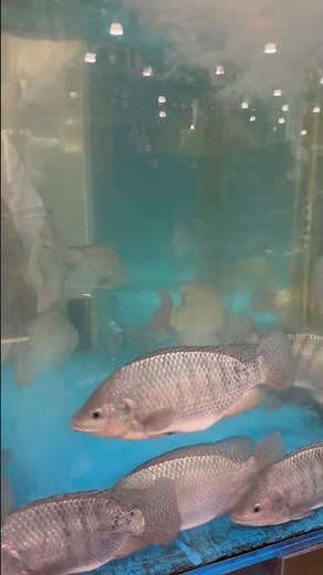 Live tilapia aquarium