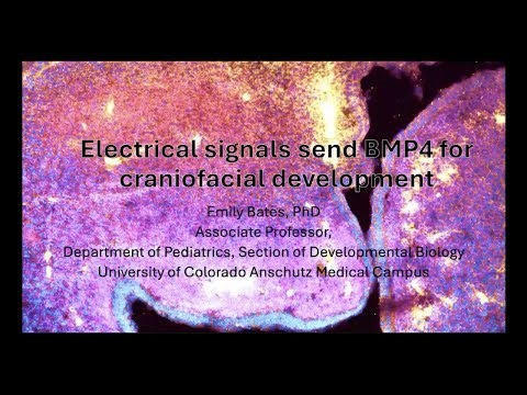 "Electrical signals send BMP4 for craniofacial development" by Emily Bates