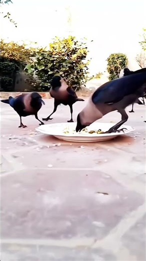 💞Secret Meaning Behind Why Black Crows Gather and Caw So Loudly😘😊🤩🐦‍⬛#shorts
