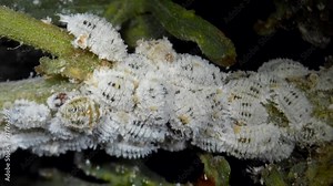 The citrus mealybug, Planococcus citri. Female mealy bugs are wingless, whitish scale-like insects, males are smaller and winged.