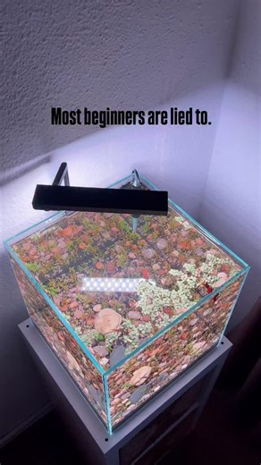 The Fish Connection on Instagram: "Most beginners quit because they overcomplicate everything. There are many ways to keep aquariums This is one of them 🌱 Want to understand why simple works? 🤔 My natural aquarium guide is in my bio. 📖🌱🐠 #aquarium #aquascape #lowtechtank #bettafishtank #fyp"