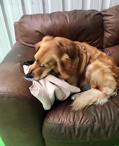 4K views | I bought an old armchair, and my dog refused to get off...