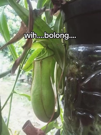 Discover the Fascinating World of Carnivorous Plants