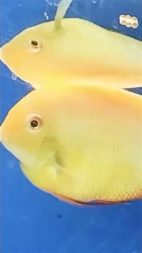 Shivram fish 🐠🐟😍 ll #fish #severum #shorts