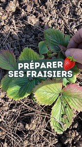 🍓PRÉPARER SES FRAISIERS🍓 C’est le début du printemps, normalement ce week-end on aura du soleil, il est temps de préparer les fraisiers : retirer les feuilles mortes, désherber, apporter de la matière organique, pailler…💪🏻☀️🧑‍🌾 Merci Christophe pour tous ces bons conseils ! #jardin #fraises #fraisiers #jardin #potager #fruits #jardinage #jardinier #maisonetservices #jardinageàdomicile #expert #nature #amourdelanature | Maison et Services