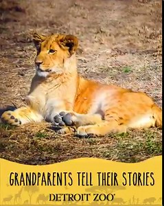 707 reactions · 37 shares | Binti’s story is unique, just like yours. When you become a member, you can spend time with your grandchildren while learning how we all can help save wildlife. | Detroit Zoo | Facebook