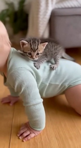 Funny Cats and dogs moment caught on camera #cat #dog #funny #animals #wildlife | NatGeo Explorers