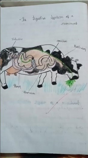 Digestive system of a ruminant