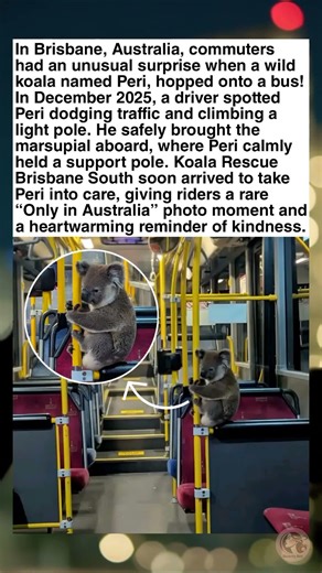Wild Koala Hops on Brisbane Bus, Steals Commuters’ Hearts 🐨🚌