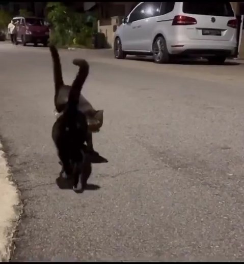 Adorable Cat Couple Cuddling | Cute Cat Love Videos