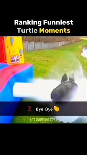 Ranking Funniest Turtle Moments🌝