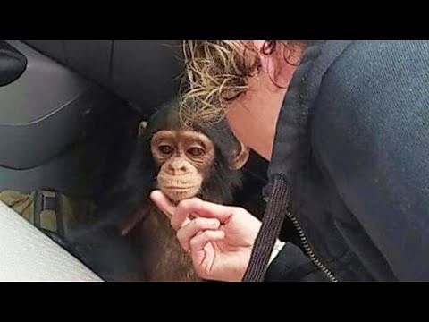 She Spotted A Sad Baby Chimpanzee, Then Takes One Looks Closer And Lost Into A Discovery