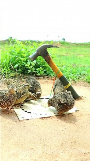 Creative DIY Quail Trap Technique #shorts