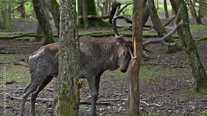 Antler rubbing against trunk by red deer (Cervus elaphus) stag with big antlers, damaging tree bark during the rut in autumn, demarcating its territory in forest