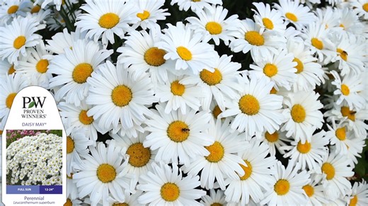 4.1K reactions · 161 shares | Daisy May is as wonderful a perennial as Laura, Garden Answer says it is! Hardy in zones 5-9, this plant can reach a height of 2 feet, which will make it the star of your flower bed! Click here to pop one into your shopping cart today! pwwin.rs/DMay25 | Proven Winners | Facebook