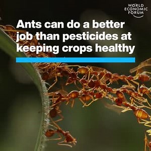 Chinese farmers have used ants as pest control for more than 1,000 years. Learn more about solutions to prevent food insecurity: http://ow.ly/CshM50KnYFU | World Economic Forum