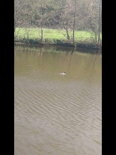 #canard #kaamelot @nicox474 @FreeMan-JPLK @adnrc2380 @crocrc6552