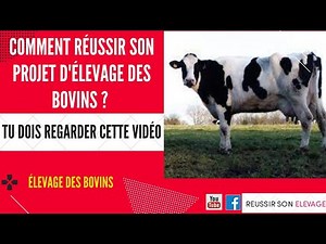 Réussir son projet d'élevage des Bovins | vache laitière | bovin viande | bovin lait | boeuf