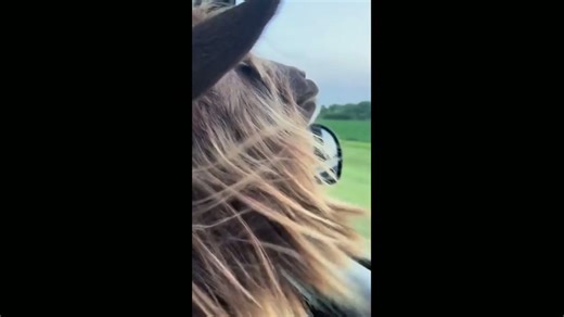 Goat enjoys car ride while looking out of sunroof in Wichita, Kansas, USA