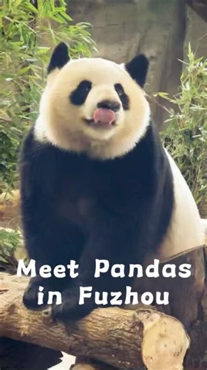 🥰Come meet the #adorable #pandas at Fuzhou Panda World!🐼