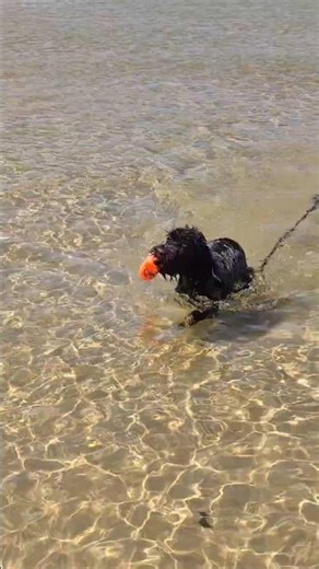 PUPPY'S FIRST WATER RETRIEVE!! #birddog #gundog #shorts #dogtraining #outdoors #griffon #wpg