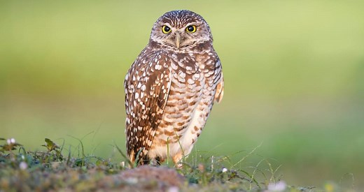 Burrowing Owl Similar Species to, All About Birds, Cornell Lab of Ornithology