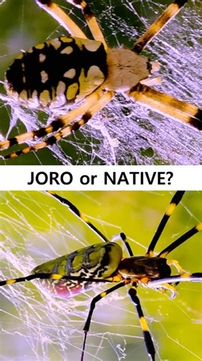 Joro or Garden Spider? How to Tell the Difference
