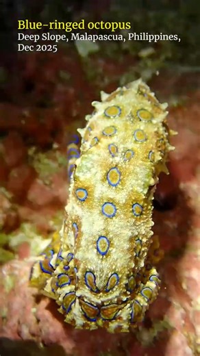 Blue-ringed octopus #malapascua #scubadiving