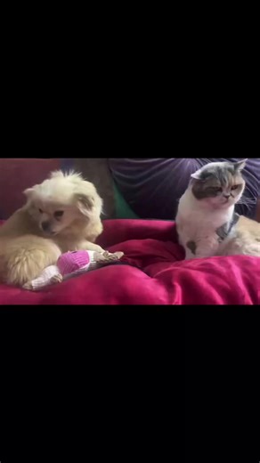 Sweet little Cleo has now been discharged from the hospital after her surgery to repair a double hernia. She’s settling back into boarding beautifully, enjoying a cosy new bed, toys, and a few well deserved treats. She’s even made a new feline friend along the way. For this brave little survivor of the dog meat trade, things are finally starting to look brighter. We’re so hopeful that the next chapter will see Cleo leaving China behind and moving closer to the safe, loving life she truly deserve