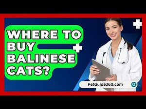Where To Buy Balinese Cats? - PetGuide360.com