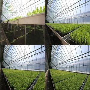 [Hot Item] Greenhouse Intelligent Integrated Planting of Water and Fertilizer