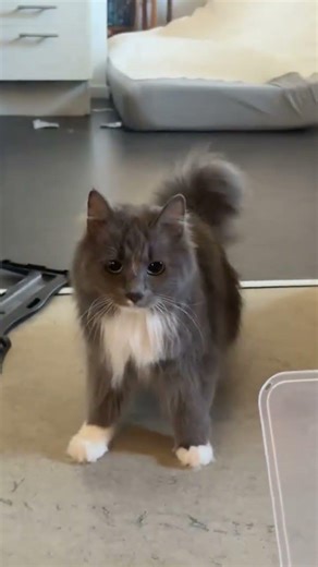 Top 5 Funniest Animal Fails 🤣 #animals #fail #funny