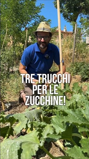 COLTIVARE ZUCCHINE: 3 consigli TOP