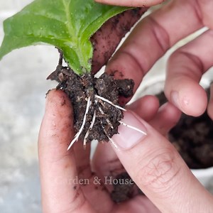 Growing Gerbera jamesonii flowers with leaves 1 | Garden & House V&N