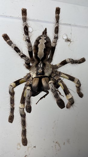 65K views · 654 reactions | Let’s feed Indira, my female Indian...