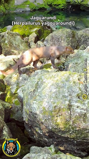 Jorge Urbiola on Instagram: "En México existen únicamente 6 especies de félidos silvestres. 1. Jaguar (Panthera onca) 2. Puma (Puma concolor) 3. Lince (Lynx rufus) 4. Ocelote (Leopardus pardalis) 5. Margay (Leopardus wiedii) 6. Jaguarundi (Herpailurus yagouaroundi) ⸻ Te presento mi trabajo fotográfico y la evidencia de los 6 félidos de México, documentados en libertad, en su hábitat natural. Años de campo, paciencia y respeto por nuestra fauna. Cuidemos lo que tenemos. En algún lugar de México �