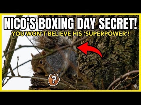 Nico the Squirrel’s Boxing Day Adventure | Fascinating Grey Squirrel Facts