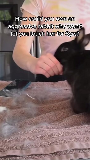 You can love and care for an animal from a distance 🥰 #houserabbit #housebunny #rabbit #rabbits #rabbitsoftiktok #bunny #bunnies #bunniesoftiktok