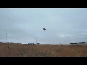 A few days of November 2025 Iowa pheasant hunting with the Small Munsterlander