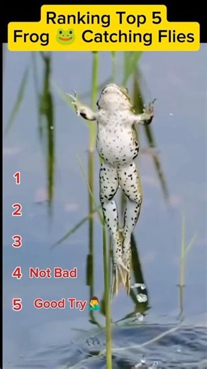 Ranking Top 5 Frog 🐸 Catching Flies #epicfails
