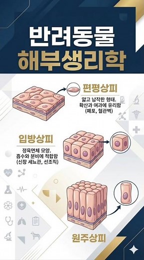 🏫신구대학교 🐶동물보건사.반려동물학과 📖해부생리학 🔰상피조직