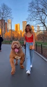 Morning workout hits different when you’re walking a giant pitbull through a New York park 🐶🏃‍♀️ Strong steps, calm energy, city vibes only. #GiantPitbull #PitbullLife #DogWorkout #NYCPark #NewYorkVibes #BigDogEnergy #UrbanWalk #DogMomLife #MorningRoutine #ReelsTrending | Jennifer Bully Camp