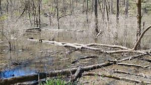 2K views · 108 reactions | Take a relaxing moment to enjoy the harmonious sounds of Glen Helen courtesy of American toads and a tufted titmouse. www.glenhelen.org | Glen Helen | Facebook