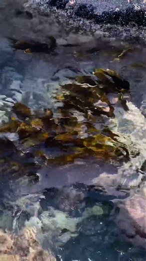 ゆれるコンブと波の音