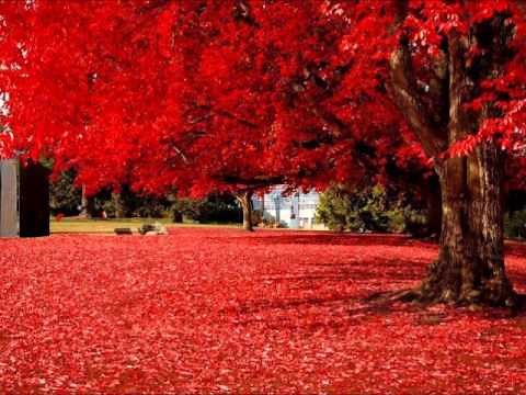 Marriage D' Amour *Violin Version*