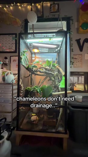 Veiled Chameleon Care: Drainage Myths Debunked
