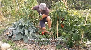 Cette semaine en vidéo.... Les cultures estivales donnent leurs derniers souffles de vie avant de finir broyées dans le sol. C'est cruel parfois la permaculture :-) Les récoltes continuent d'être généreuses avec les betteraves, tomates, aubergines, courges, potimarrons, derniers haricots, poivrons, choux-fleurs, choux cabus... Le congélateur est plein pour parer à la saison froide qui avance à grand pas. Les composteurs sont pleins de broyats, compost, de quoi préparer les parcelles cet automne 