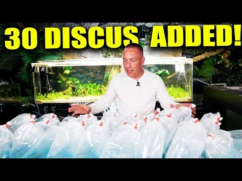 30 DISCUS FISH ADDED to the 375 gallon planted aquarium! the king of DIY