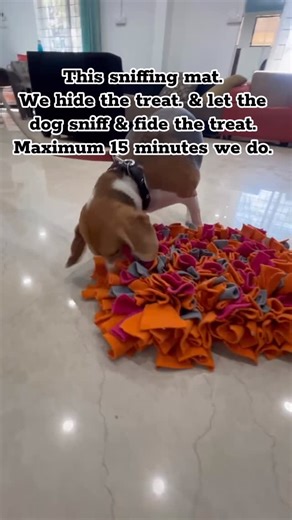 Canaan Pet Resort & K9 Academy. Boarding. training. on Instagram: "Sniffing (often called nose work or scent work) is one of the most natural and enriching activities you can give a dog. Here are the main benefits — both mental and physical — plus why trainers love it so much. ⸻ 🧠 Mental stimulation (a real brain workout) • Uses a huge part of your dog’s brain — sniffing is cognitively demanding • Helps prevent boredom and destructive behaviors • Builds focus, problem-solving skills, and confid